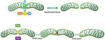 The mechanisms of natural products for eye disorders by targeting mitochondrial dysfunction